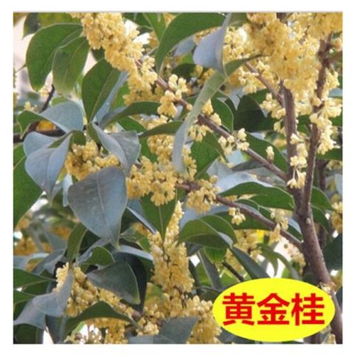 星火诗社九十二期梁同余个人专辑《百花争艳,百韵同辉》(图16)