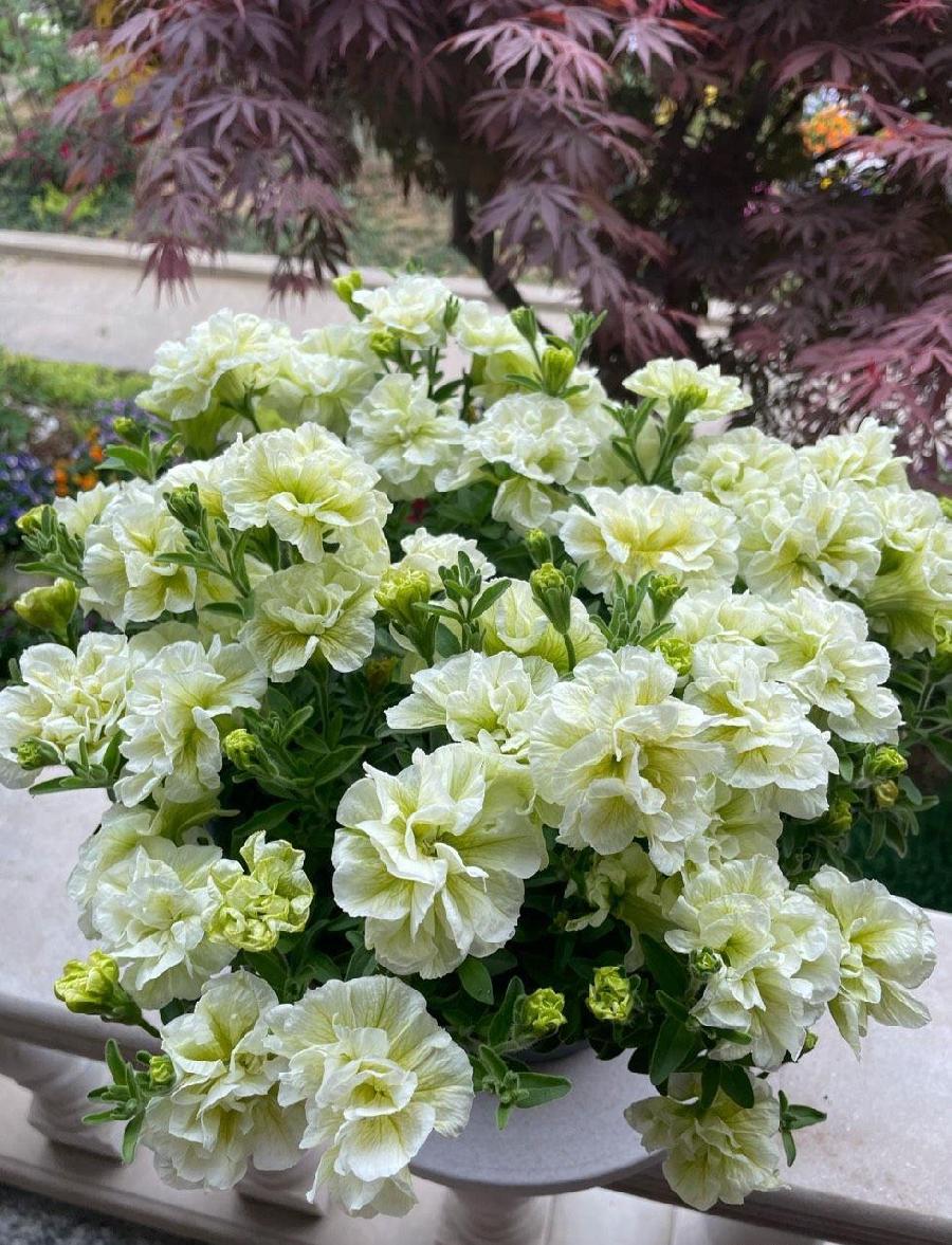 星火诗社九十二期梁同余个人专辑《百花争艳,百韵同辉》(图26)