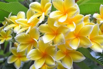 星火诗社九十二期梁同余个人专辑《百花争艳,百韵同辉》(图28)