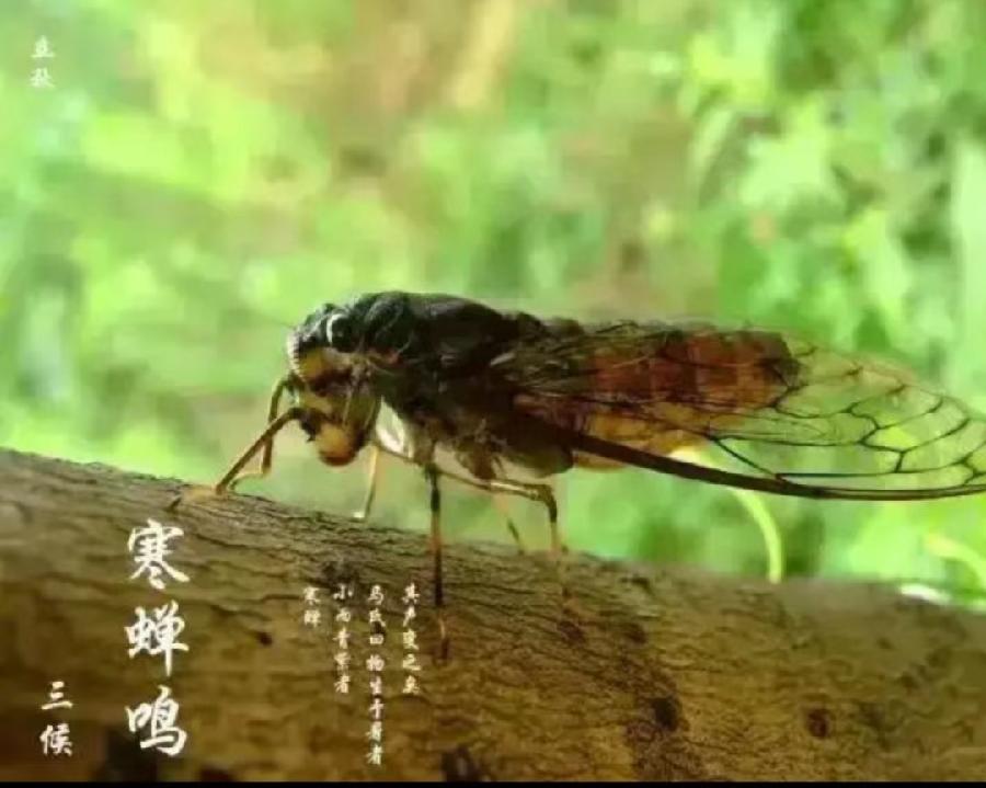 七律•立秋 (组诗) 诗‖张玉学(图5)