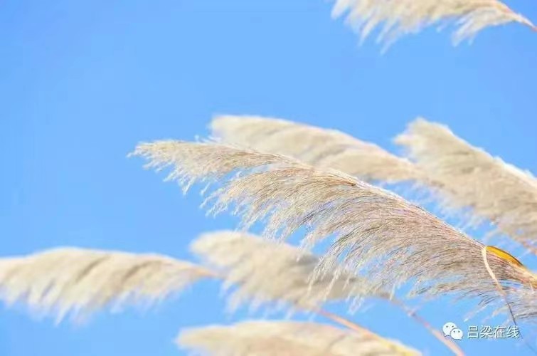 野草先生引人深思《干净世界多脏话》｜金牌主播天乐丨中国桂柳之春都市文学社100期（图2）