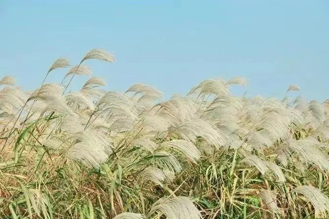野草先生引人深思《干净世界多脏话》｜金牌主播天乐丨中国桂柳之春都市文学社100期（图5）