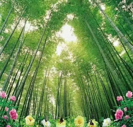 【北美翰苑】海燕国际艺术传媒联合推出‖《愛，无言可喻》唐闹闹（美国）的作品（五十七）诵读静待花开（图3）