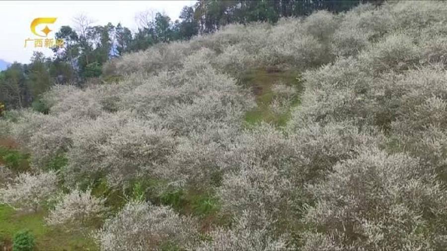 星火诗社九十二期梁同余个人专辑《百花争艳,百韵同辉》(图62)