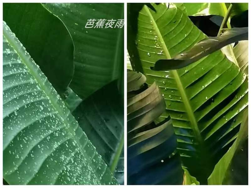 《名家专刊》【九江文学社:北京头条】李小燕老师佳作欣赏(图21)