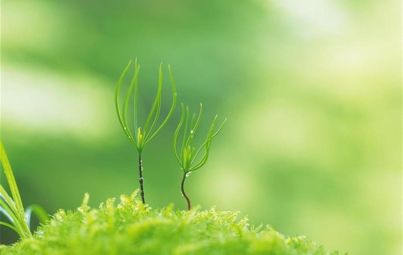 《穿越梦想工作室》韩瑛(长流水):散文诗||小草(图4)