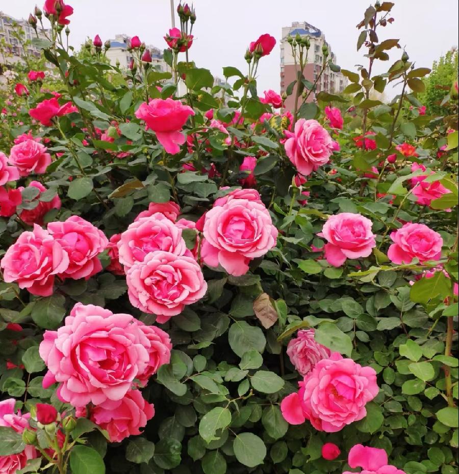 【神州源流诗苑】第707期[优秀现代诗]（含其他）周刊（图4）