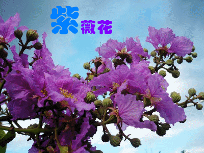 【神都诗社】第025期《紫薇花》(图6)