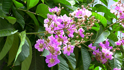【神都诗社】第025期《紫薇花》(图5)