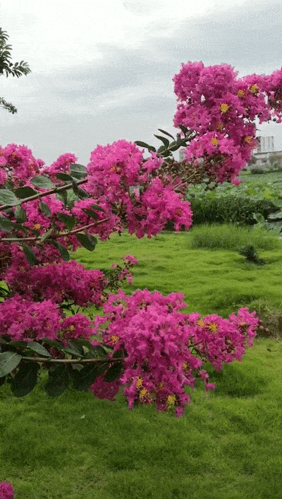 【神都诗社】第025期《紫薇花》(图8)