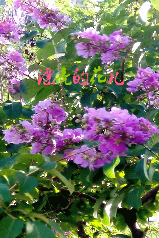 【神都诗社】第025期《紫薇花》(图10)
