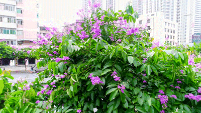 【神都诗社】第025期《紫薇花》(图11)
