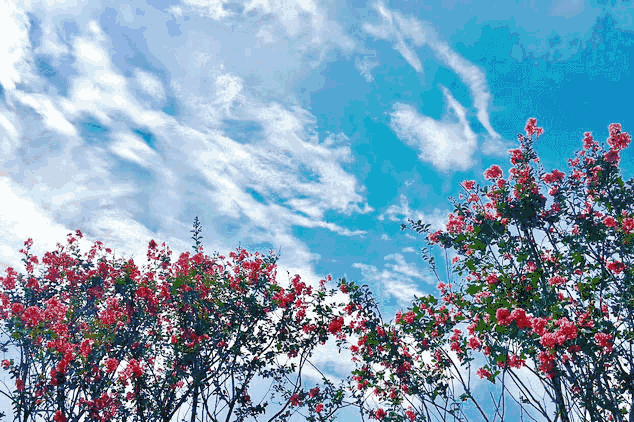 【神都诗社】第025期《紫薇花》(图13)