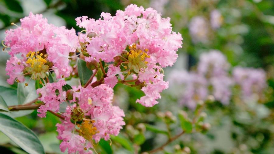 【神都诗社】第025期《紫薇花》(图22)