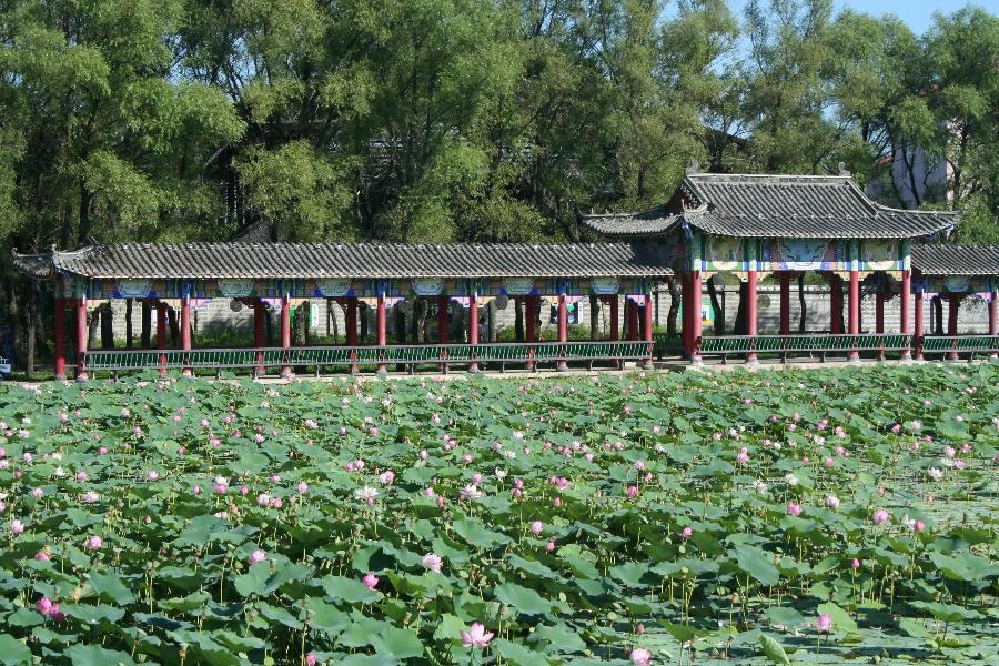 常青视觉:荷塘(图11)