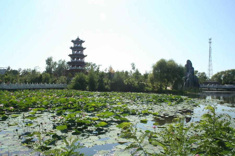 常青视觉:荷塘(图14)