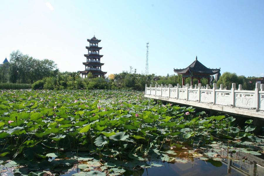 常青视觉:荷塘(图17)