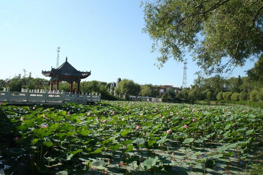 常青视觉:荷塘(图26)