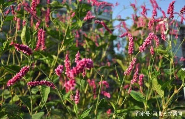 星火诗社九十二期梁同余个人专辑《百花争艳,百韵同辉》(图83)