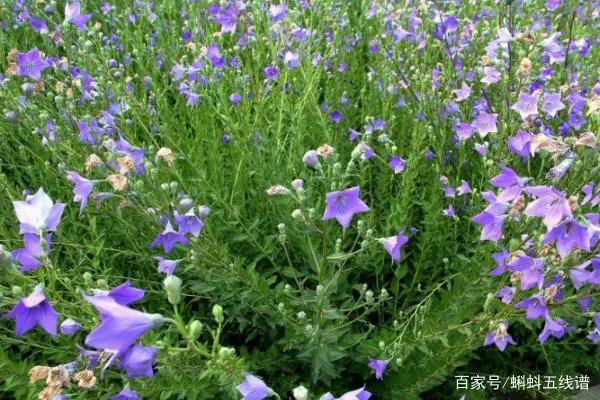 星火诗社九十二期梁同余个人专辑《百花争艳,百韵同辉》(图89)