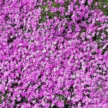 星火诗社九十二期梁同余个人专辑《百花争艳,百韵同辉》(图95)