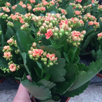 星火诗社九十二期梁同余个人专辑《百花争艳,百韵同辉》(图115)