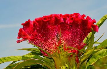 星火诗社九十二期梁同余个人专辑《百花争艳,百韵同辉》(图117)