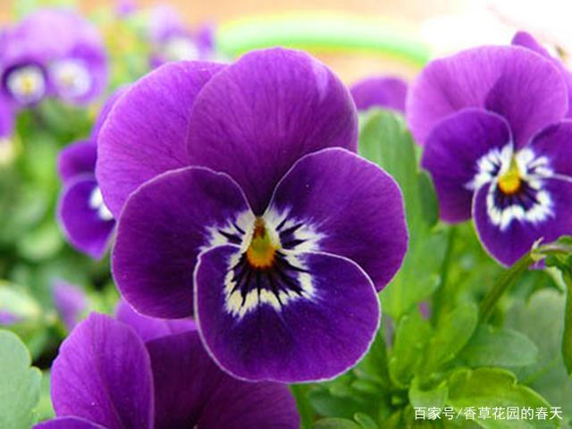 星火诗社九十二期梁同余个人专辑《百花争艳,百韵同辉》(图121)