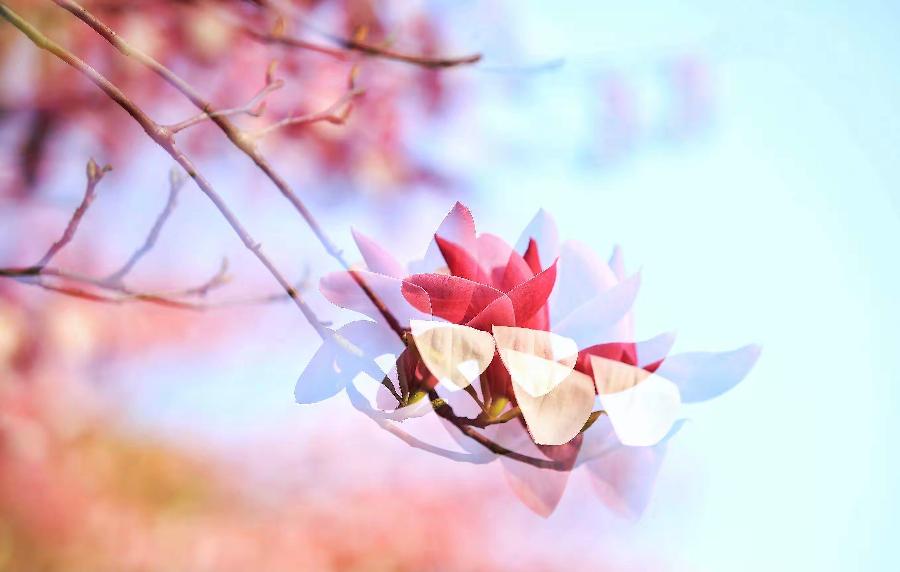 【新诗大观】时光流年||文/花惜柔