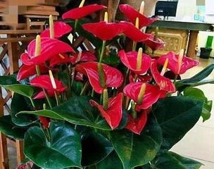 星火诗社九十二期梁同余个人专辑《百花争艳,百韵同辉》(图135)