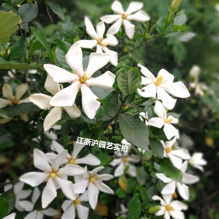星火诗社九十二期梁同余个人专辑《百花争艳,百韵同辉》(图145)