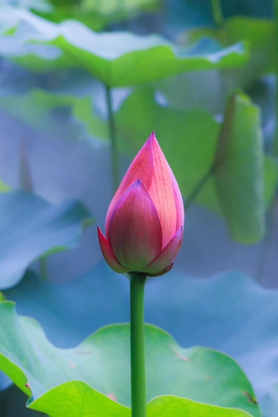 【当代文艺】《诗词八首•夏日感怀》作者:龚孝志(图3)
