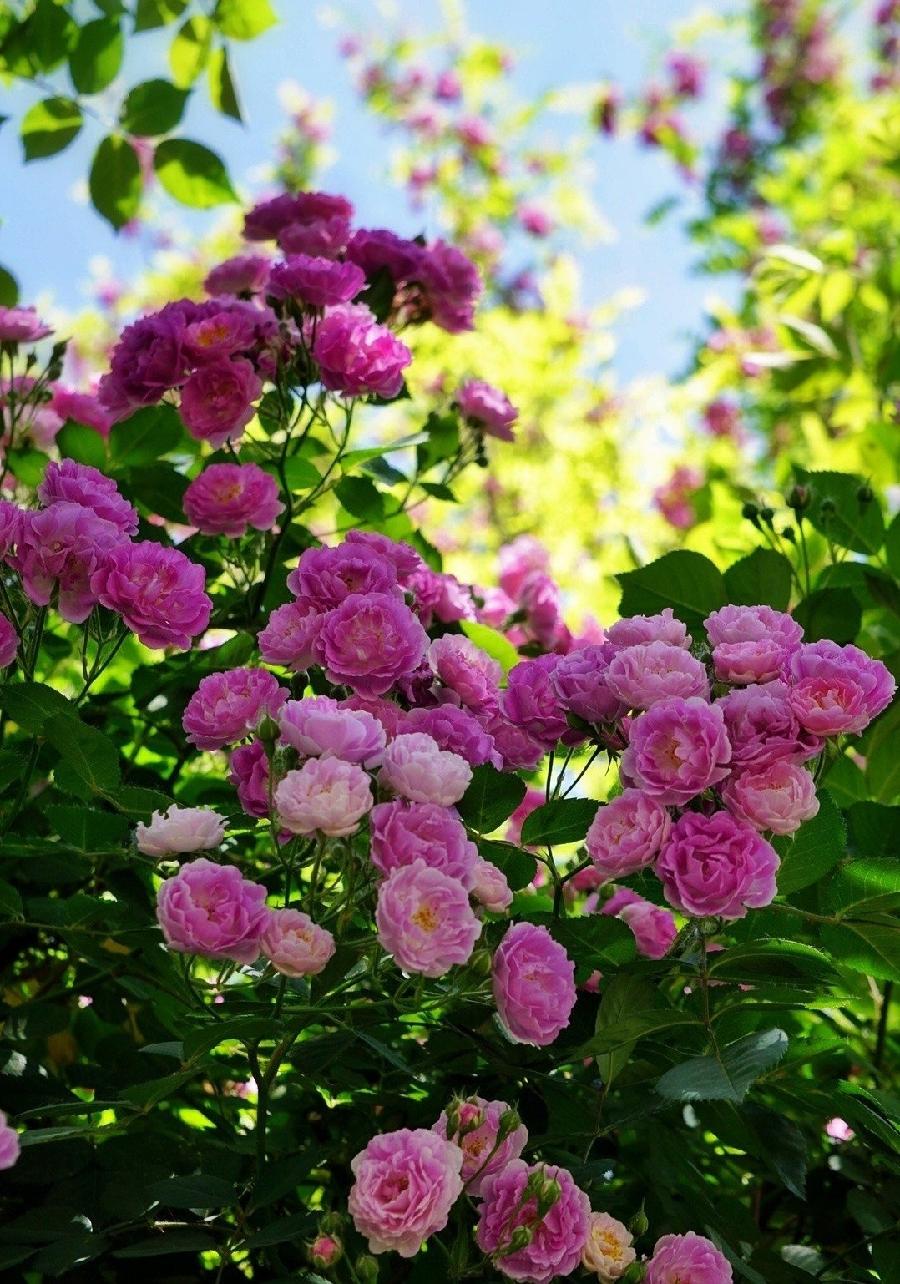 【当代文艺】《诗词八首•夏日感怀》作者:龚孝志(图4)