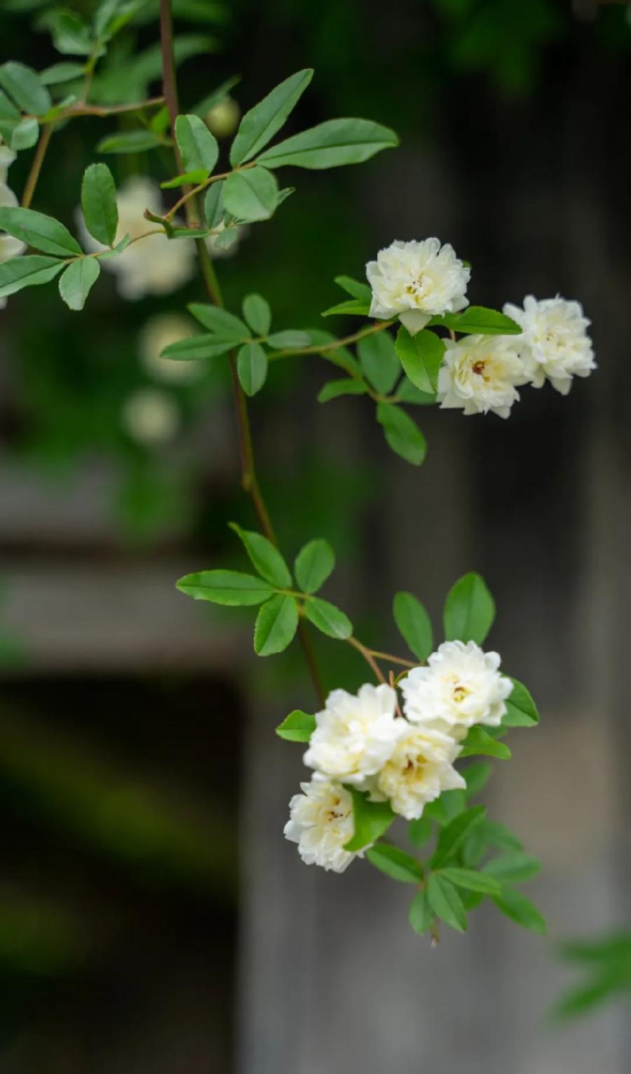【当代文艺】《诗词八首•夏日感怀》作者:龚孝志(图5)