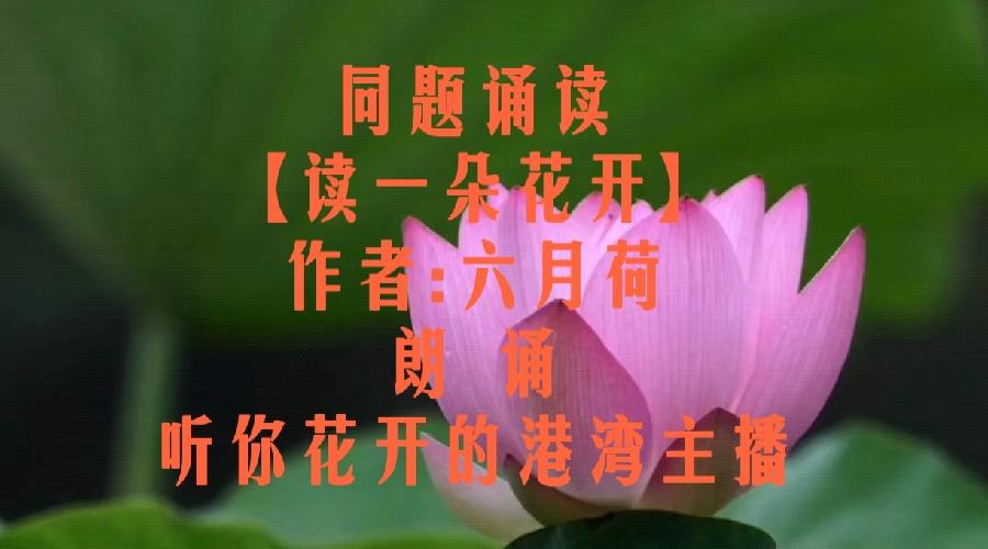 同题诵读【读一朵花开】作者/六月荷 朗诵/听你花开的港湾主播团