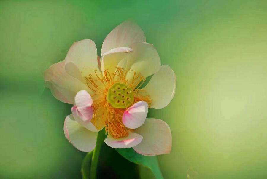 同题诵读【读一朵花开】作者/六月荷 朗诵/听你花开的港湾主播团（图8）