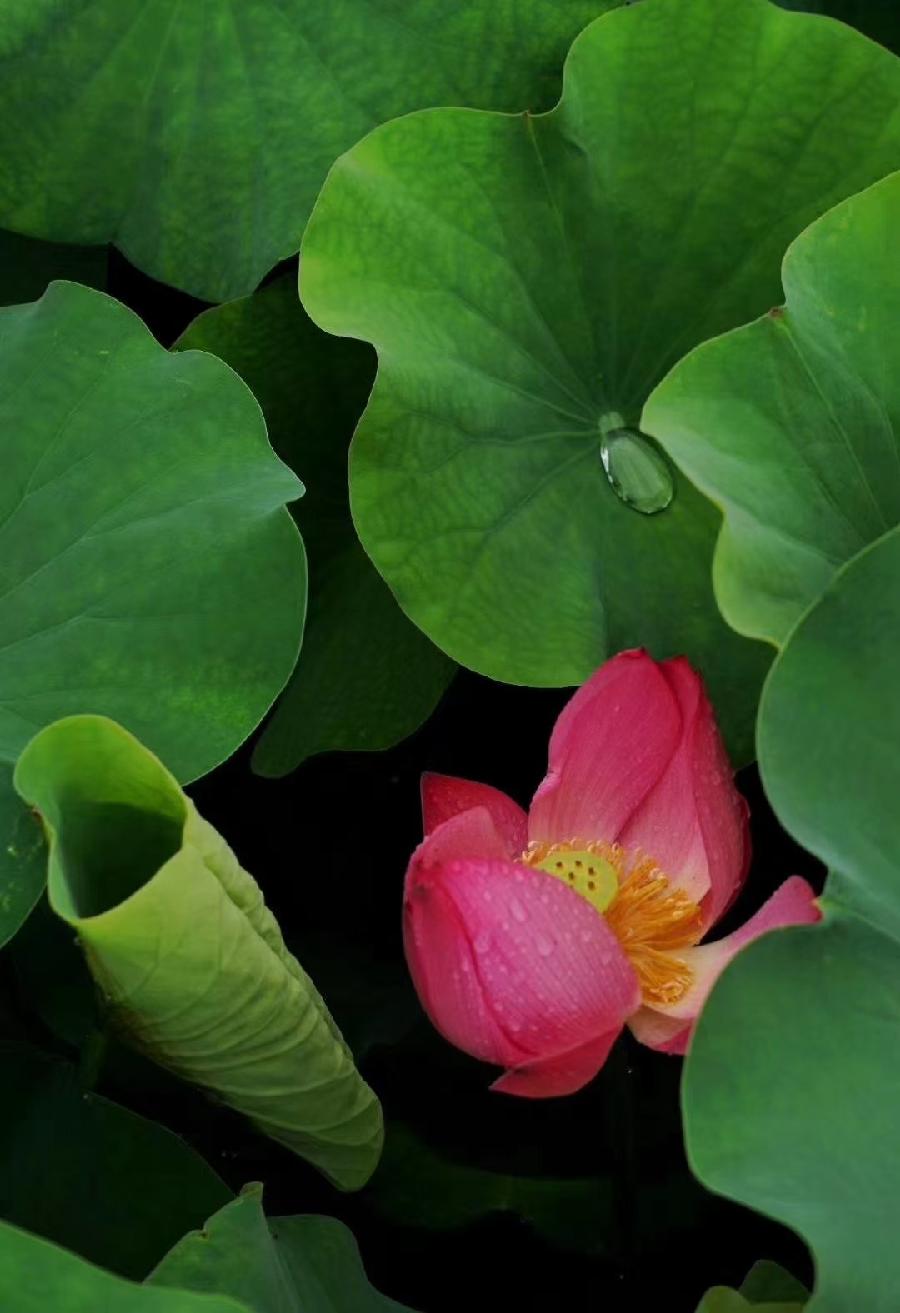同题诵读【读一朵花开】作者/六月荷 朗诵/听你花开的港湾主播团（图3）