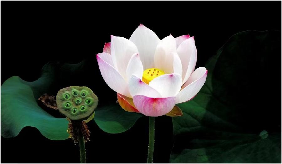 同题诵读【读一朵花开】作者/六月荷 朗诵/听你花开的港湾主播团（图5）