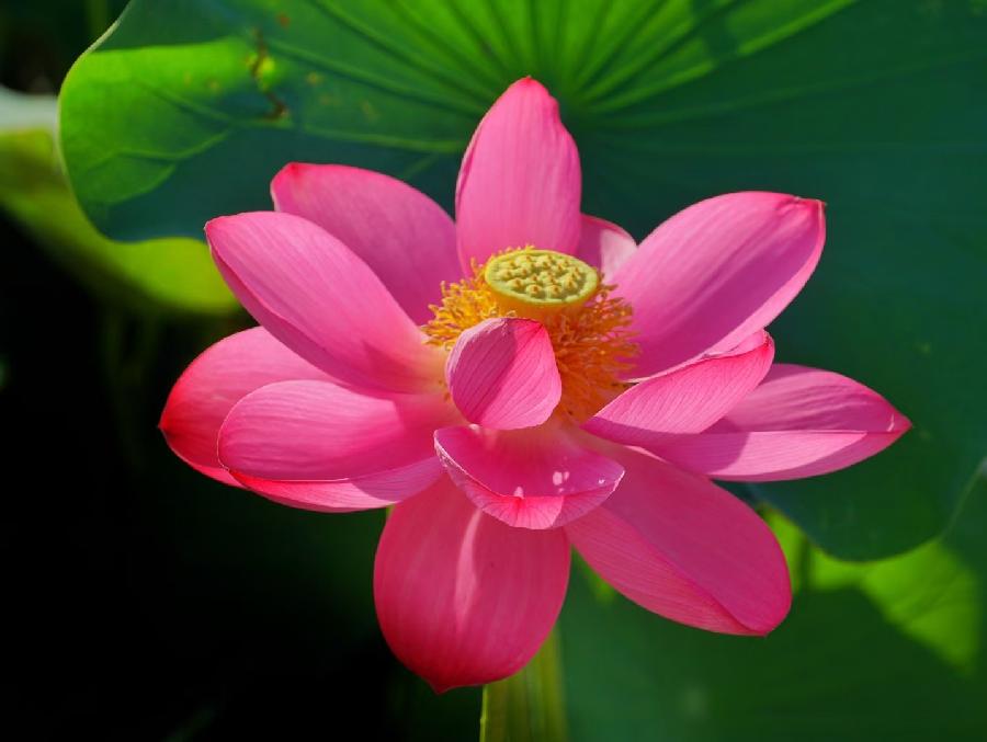 同题诵读【读一朵花开】作者/六月荷 朗诵/听你花开的港湾主播团（图7）