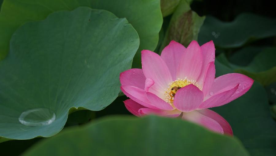 同题诵读【读一朵花开】作者/六月荷 朗诵/听你花开的港湾主播团（图6）