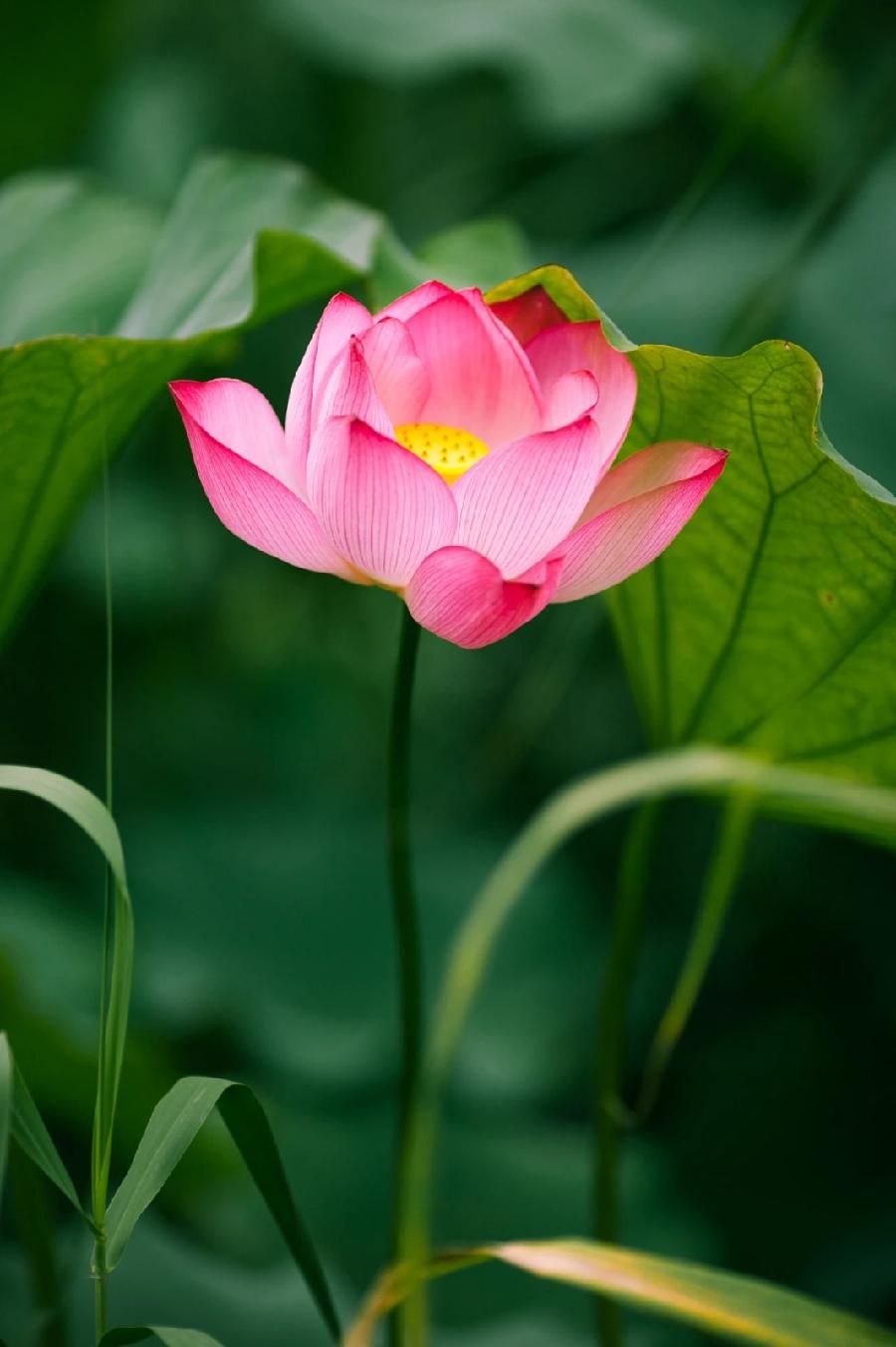 同题诵读【读一朵花开】作者/六月荷 朗诵/听你花开的港湾主播团（图25）