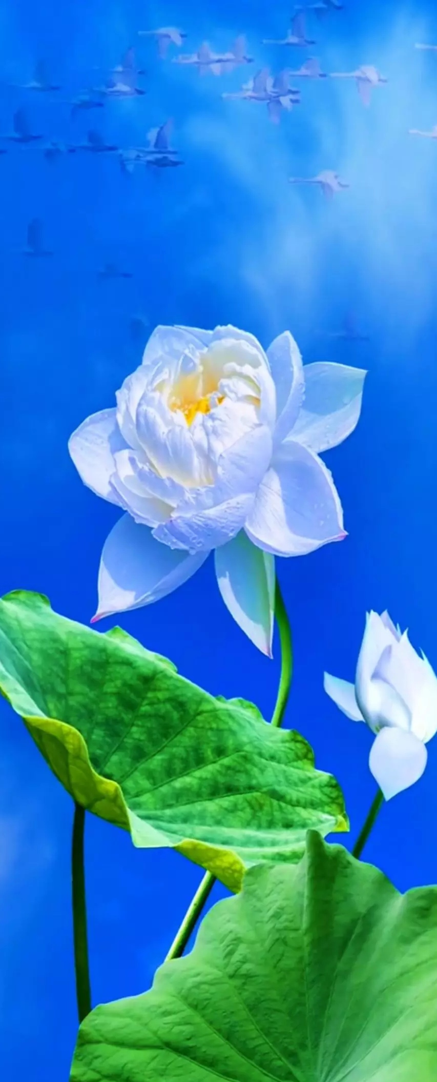 【华夏好诗词】分享王玉良《回来吧阿里山 归来吧日月潭》（图13）