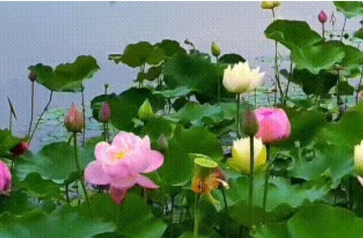 王庆福壬寅八月初唯美感赋二章｜金牌主播翩若惊鸿｜中国江苏泗洪都市文学社103期（图2）