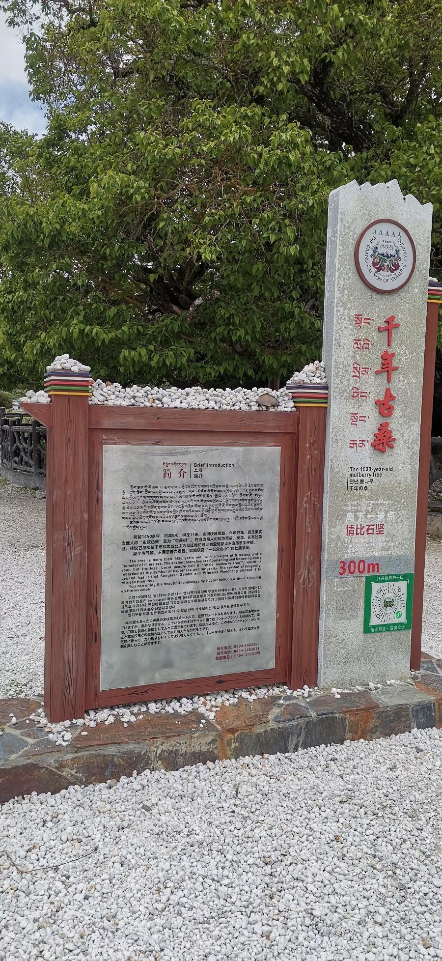 梧桐树:旅游随拍(图8)