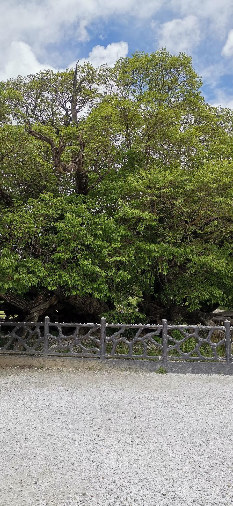 梧桐树:旅游随拍(图9)