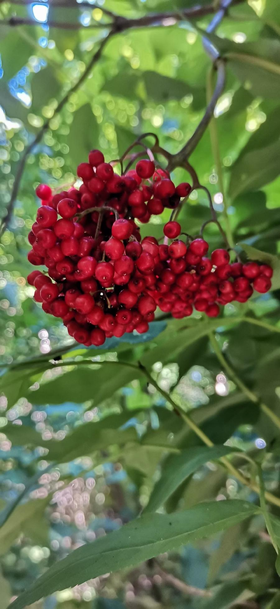 梧桐树:旅游随拍(图46)