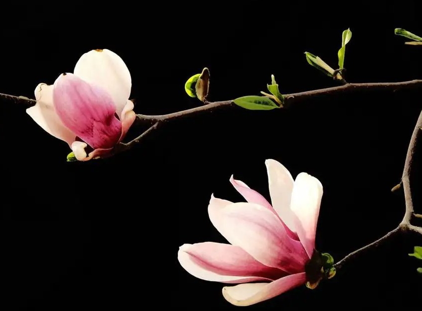 韵芘胡桂芹八月初古词专辑|英文翻译韵芘胡桂芹丨中文金牌主播老革命丨(中国)桂林都市诗社773期(图7)
