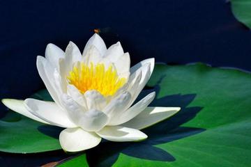 【咏荷】宁金成诗歌