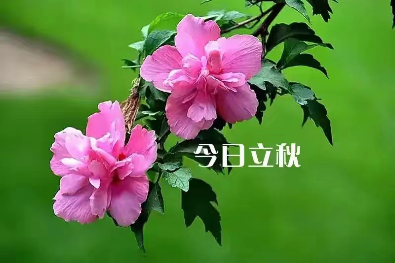 立秋•七绝/常来小馆•武功常宁田二醋坊 • 诗/高塬 张培兰薛鱼娜 黄振涛 都市头条～北京头条