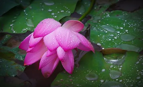 【华夏周刊】第105期诗友合辑（图3）